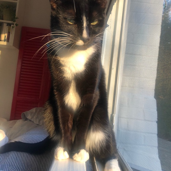 Meet your Posher, Looli - Picture 1 of 1